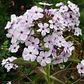 Phlox arendsii "Jessica'