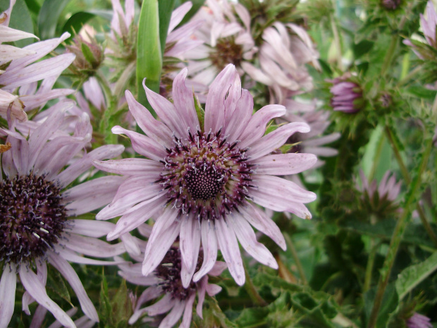 Berkheya purpurea