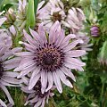 Berkheya purpurea