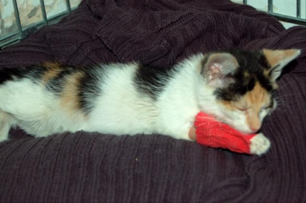 Była dzika, ale nie miała sił się bronić. Pod czerwonym bandażem ukryty wenflon. #kot