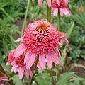 Echinacea