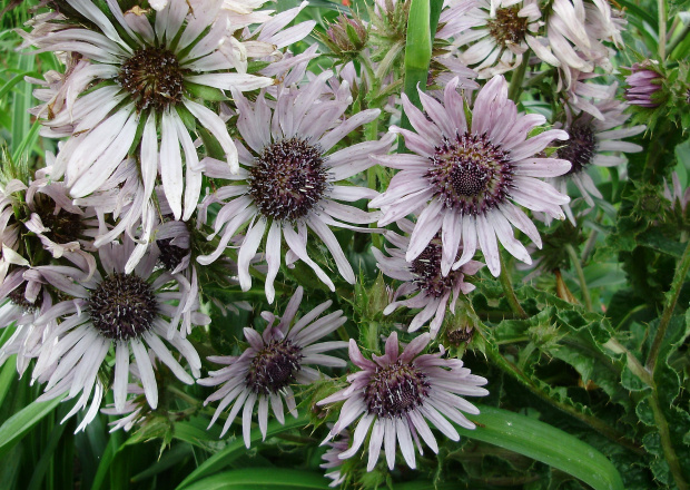 Berkheya purpurea