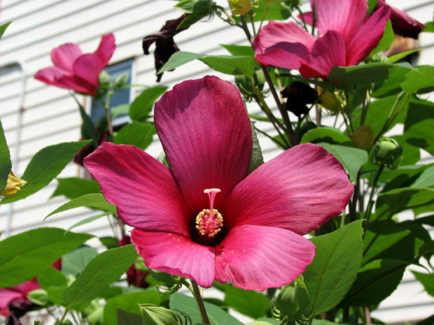 Hibiscus moscheutos