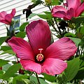 Hibiscus moscheutos