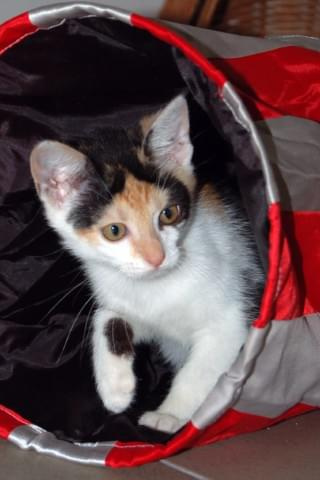 Szila bardzo polubiła prezent od firmy ROYAL (koci tunel) #kot