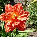 Hemerocallis 'Sachsen Red Double'