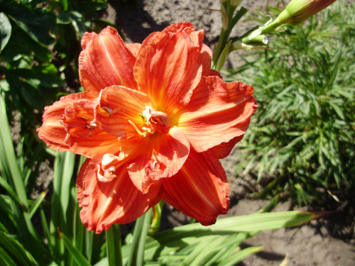 Hemerocallis 'Sachsen Red Double'