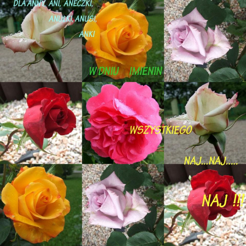 cudowne 9 roz od Anetki (maxmaks)- serdecznie dziekuje :)