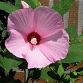 Hibiscus moscheutos