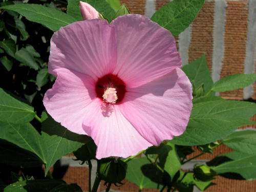 Hibiscus moscheutos