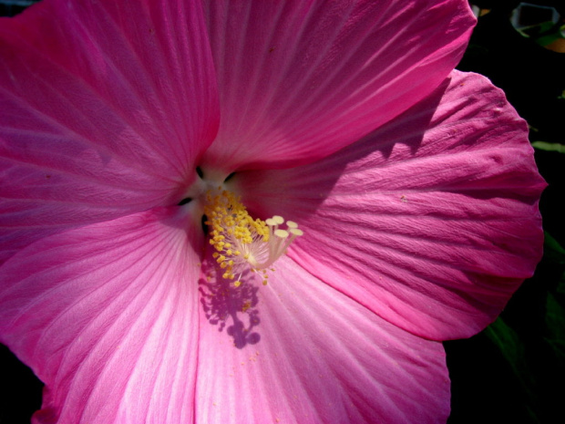 Hibiscus moscheutos