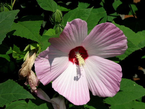 Hibiscus moscheutos