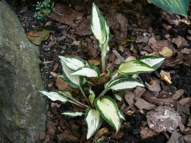 Hosta