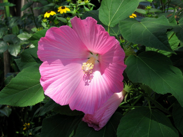 Hibiscus moscheutos