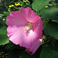 Hibiscus moscheutos