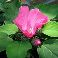 Hibiscus moscheutos