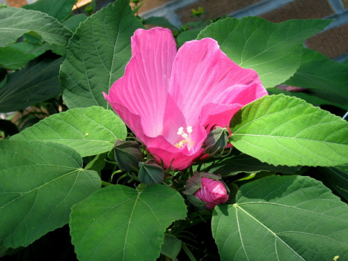 Hibiscus moscheutos