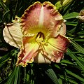 Hemerocallis 'Ida's Magic'