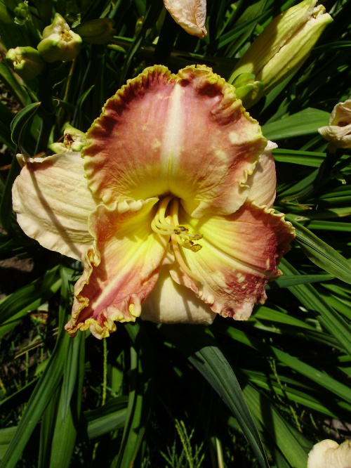 Hemerocallis 'Ida's Magic'