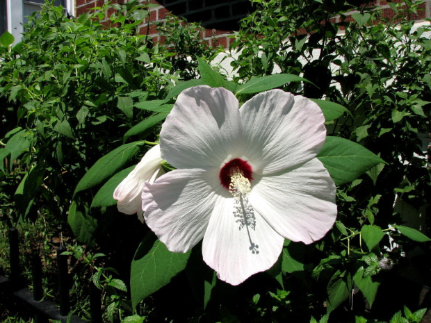 Hibiscus moscheutos