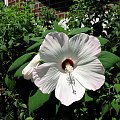 Hibiscus moscheutos