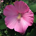 Hibiscus moscheutos