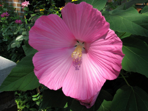 Hibiscus moscheutos