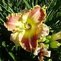 Hemerocallis 'Ida's Magic'