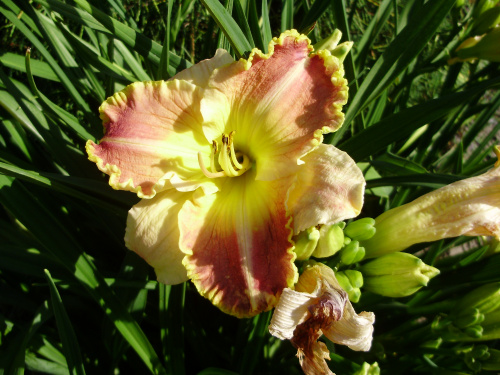 Hemerocallis 'Ida's Magic'