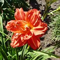 Hemerocallis 'Sachsen Red Double'