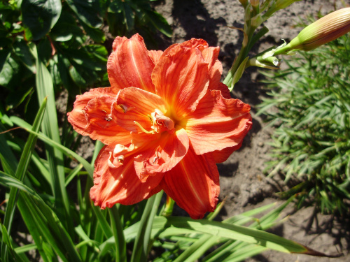 Hemerocallis 'Sachsen Red Double'