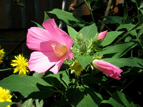 Hibiscus moscheutos