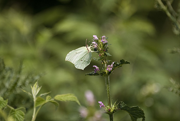 #motyle #natura