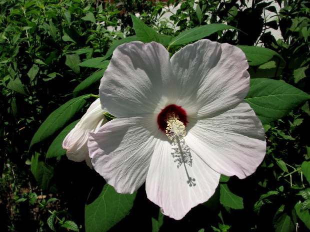 Hibiscus moscheutos