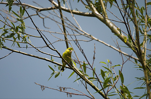 Gelbfink. /zolta zieba/ #ptaki #natura