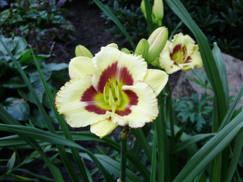 Hemerocallis x hybrida 'El Desperado'