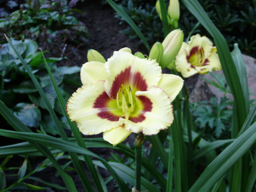 Hemerocallis x hybrida 'El Desperado'