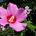 Hibiscus syriacus - Ketmia syryjska #KetmiaSyryjska