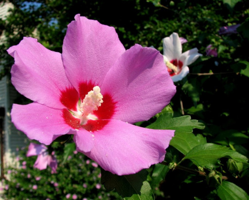 Hibiscus syriacus - Ketmia syryjska #KetmiaSyryjska