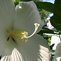 Hibiscus moscheutos