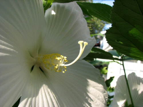 Hibiscus moscheutos