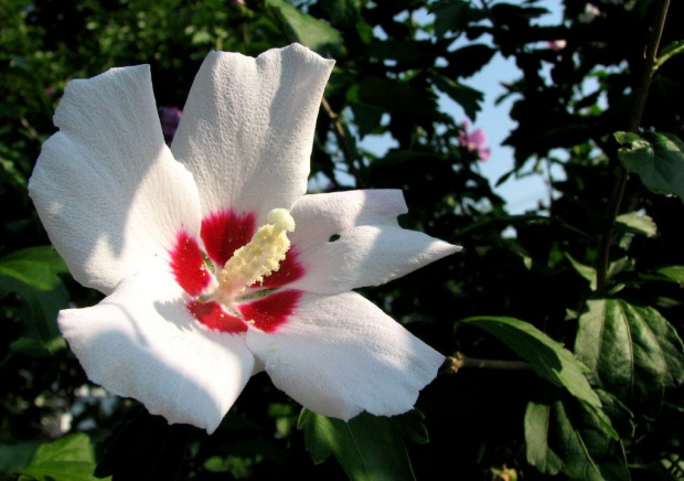 Hibiscus syriacus - Ketmia syryjska #KetmiaSyryjska