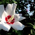 Hibiscus syriacus - Ketmia syryjska #KetmiaSyryjska