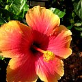 Hibiscus