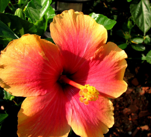 Hibiscus