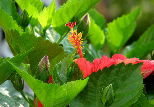 Hibiscus