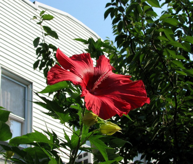 Hibiscus moscheutos