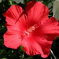 Hibiscus moscheutos