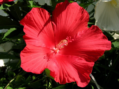 Hibiscus moscheutos