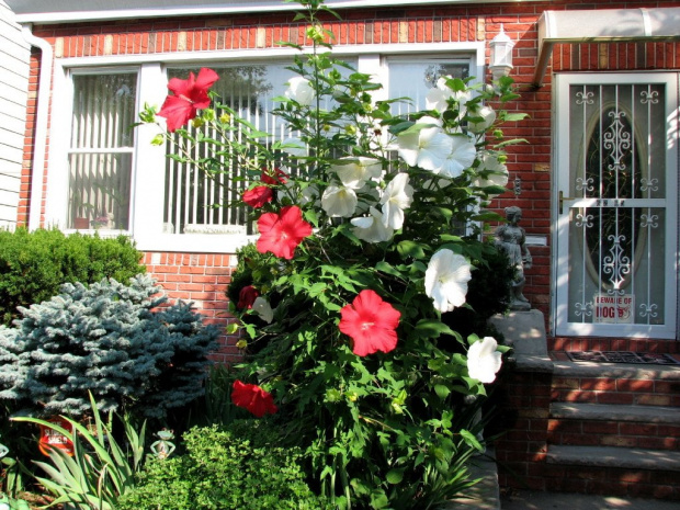 Hibiscus moscheutos